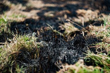 Focus on charred earth and grass with hints of green recovery after a recent fire in a forested area during daylight