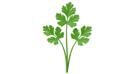 Isolated sprig of fresh green cilantro herb on a white background