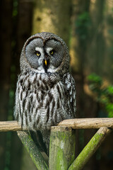 Great grey owl sitting on his fence and looking at you friendly