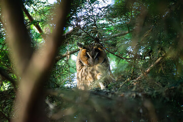 Isolated close-up of a small long-eared owl well hidden in the treetop