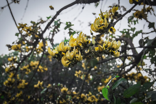 bunch of yellow Polash or palash or bastard teak flower on a tree with dry branches