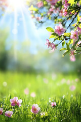 Fototapeta premium Blossoming cherry blossoms in sunlit spring meadow