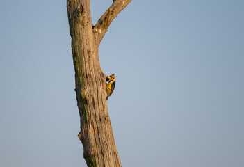 Afrikanische Tiere Haubenbartvogel - Crested Barbet im Krüger National Park - Kruger Nationalpark...