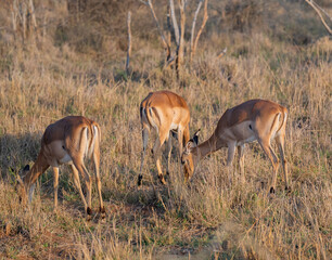 Afrikanische Tiere Impalas auch Schwarzfersenantilope oder Schwarznasenimpala genannt, im Busch vom Krüger National Park - Kruger Nationalpark Südafrika