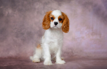 puppy dog ​​cavalier king charles spaniel blenheim 3 months on brown background