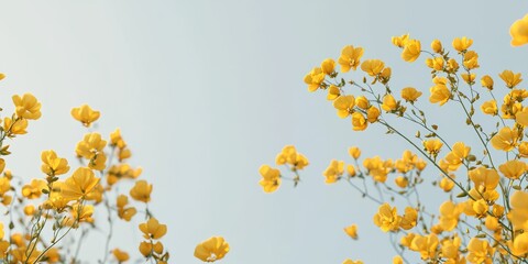 Obraz premium 3d background minimalistic mockup with space for text, bright yellow canola flowers stretching toward the sky