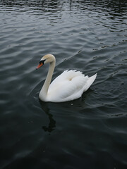 Obraz premium A graceful white swan glides serenely across a dark, still lake.