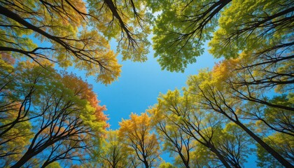 Obraz premium Autumn colors forest nature photography vibrant environment upward view seasonal change