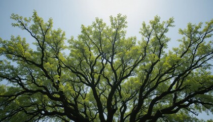 Fototapeta premium Majestic tree canopy outdoor park nature photography sunny day ground level view serenity