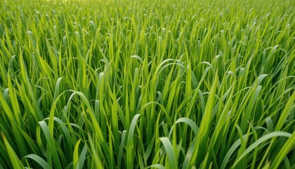Lush green grass field rural landscape nature photography bright environment aerial view serenity