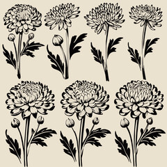 Chrysanthemum Flower Illustrations