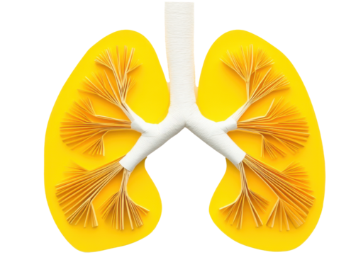 Bright yellow model of human lungs showcasing bronchial structure and airflow pathways in an educational setting