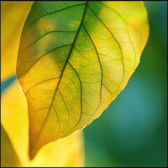 Obraz premium Close-up of a sunlit leaf with detailed veins and vivid colors