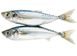 Fototapeta premium Fresh caught mackerel fish stacked side by side showcasing their glistening silver scales in bright light