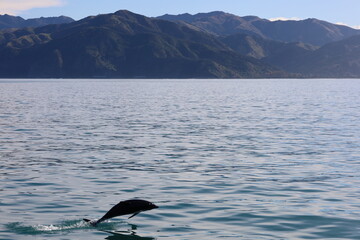 Dolphin Jumping Over the Ocean – Wildlife in Action