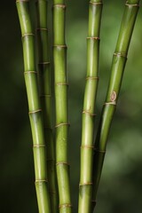 Obraz premium Green bamboo stems on blurred background, closeup