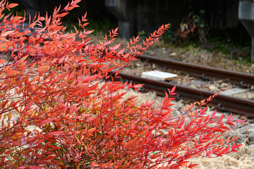 線路沿いに広がる赤い葉の植物