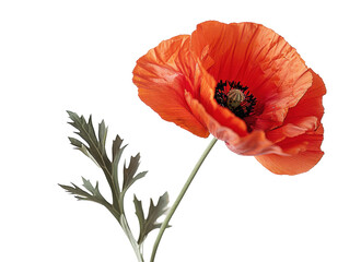 Vibrant orange poppy flower with delicate green leaves captured against a white background in natural light