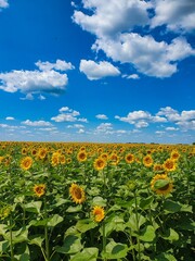 Fototapeta premium A field of sunflowers and a blue sky