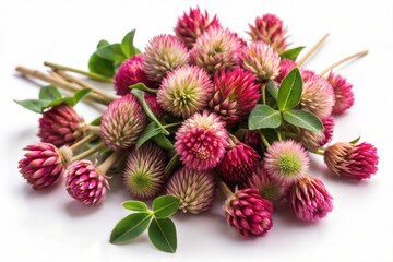Fototapeta premium Bunch of Dried Red Clover Flowers and Leaves
