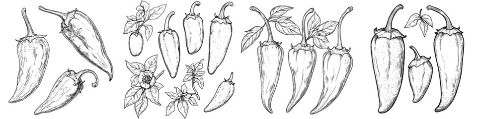 Various types of chili peppers and green leaves intricately illustrated on a white background showcasing their unique shapes and features