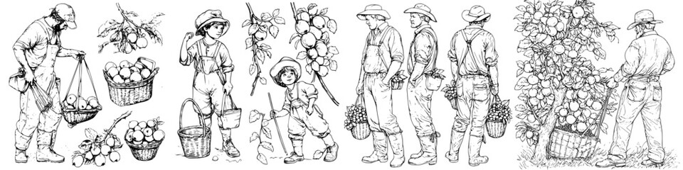 Illustrations of fruit harvesters working in an orchard during the early 1900s, showcasing their labor and tools
