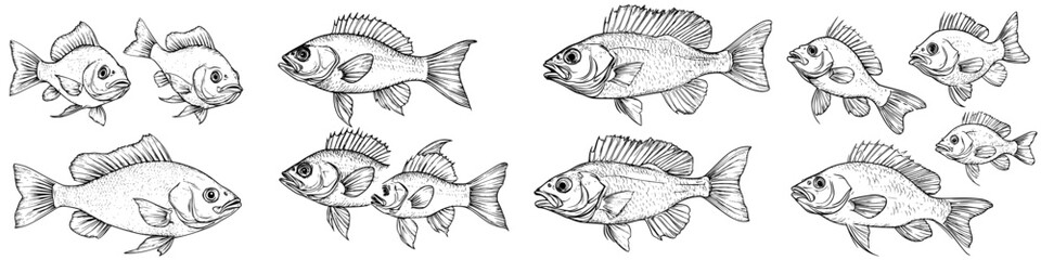 Fototapeta premium Detailed illustration of various fish swimming in water, showcasing their unique shapes and features, surrounded by simple background elements