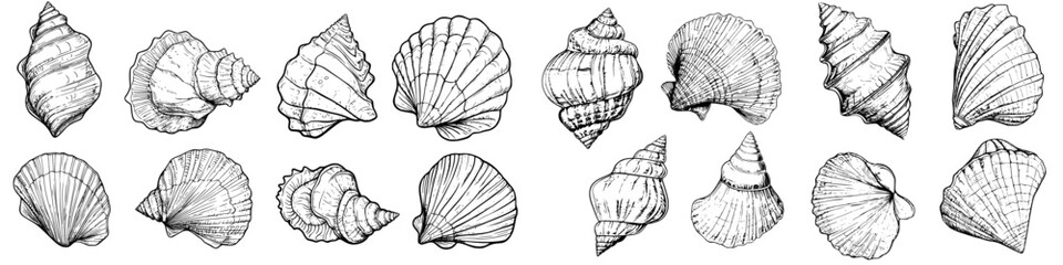 Fototapeta premium Collection of detailed illustrations featuring various types of shells from the ocean landscape