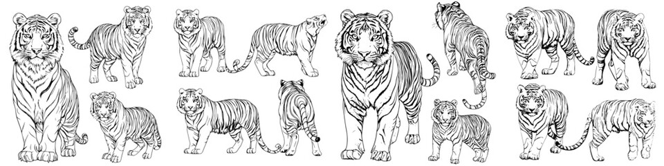 Fototapeta premium Collection of detailed tiger illustrations showcasing various poses and expressions in a black and white style