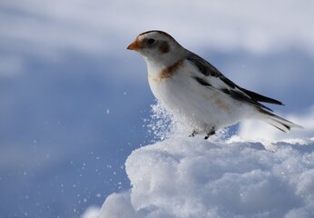 A snow bunting in winter, Sainte-Apolline, Québec, Canada