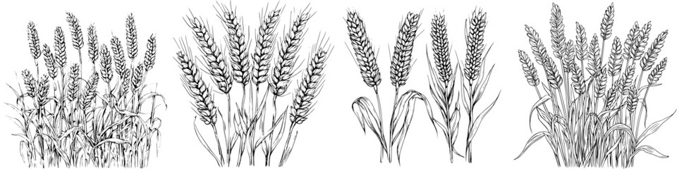 Wheat stalks growing in fields during late summer, showcasing nature's agricultural beauty