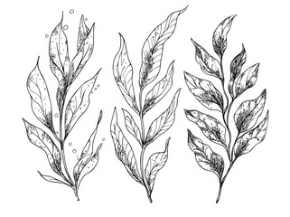 Fototapeta premium Seaweed is depicted in a modern isolated black and white sketch illustration with graphic styling
