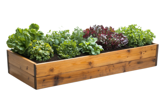 Fresh garden bed filled with a variety of leafy greens in a wooden planter at a vegetable garden during daytime in spring