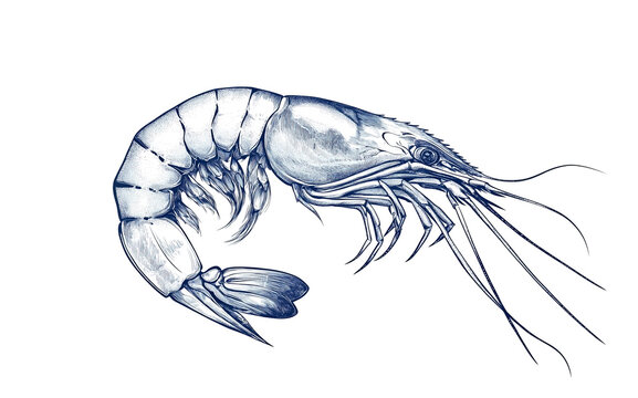 recommend clip art: Seafood, shrimp prawn. Vintage retro print, black white seafood shrimp prawn sketch ink pencil style drawing, linear drawing, engrave old school. Sketch artwork shrimp prawn, seafood. Illustration
