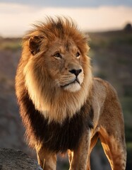 A photo of a lion with a golden mane standing on a rocky terrain