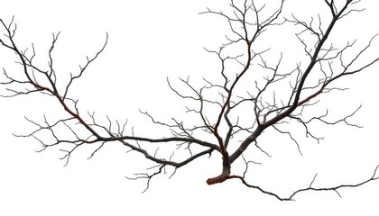 Stark, isolated tree branches against a pure white backdrop, macro, photography