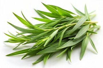 Fototapeta premium Close-Up of Fresh Tarragon Leaves with Thin Petioles