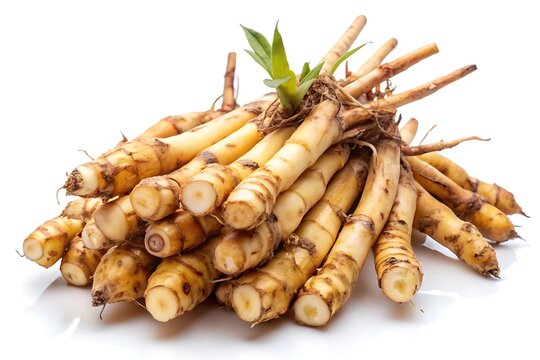 Close-Up of Fresh Tongkat Ali Roots Isolated