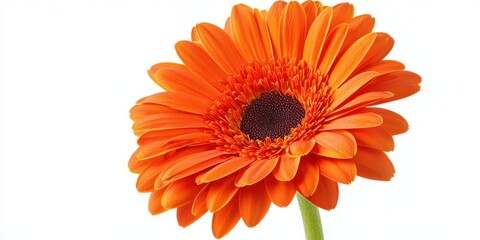 A single bright gerbera daisy with a bold orange hue, isolated on white background