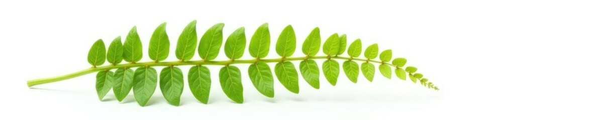 Obraz premium Single isolated fern frond on white background, botanical, herbage, foliage