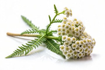 Sprig of Fresh Yarrow with Small White Flowers