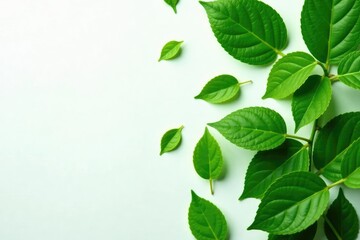 Fototapeta premium Lush green leaves scattered on a pure white surface, simplicity, texture, green