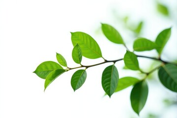 Fototapeta premium Long slender branch with soft leaves and a rounded tip isolated on a white background, foliage, branches
