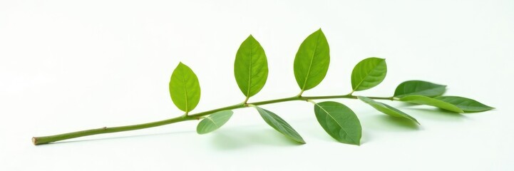 Obraz premium Long slender branch with soft leaves and a rounded tip isolated on a white background, green, minimalist