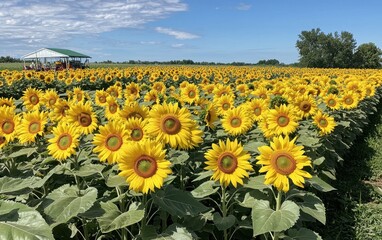Fototapeta premium A vast field of sunflowers stretching to the horizon under a bright blue sky