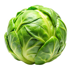 Fototapeta premium cabbage isolated on white background