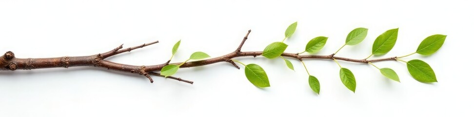 Fototapeta premium Long branch stretched out on white background with some leaves attached, earthy, leafy, twiggy
