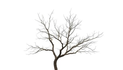 Obraz premium Lone deciduous tree, stark branches against pure white, branches, plant