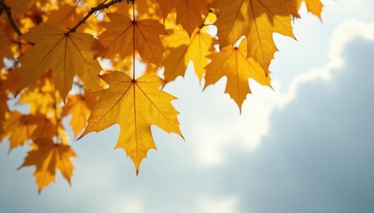 Hanging yellow leaves of a deciduous tree against a grey cloudy sky, leaves, trees