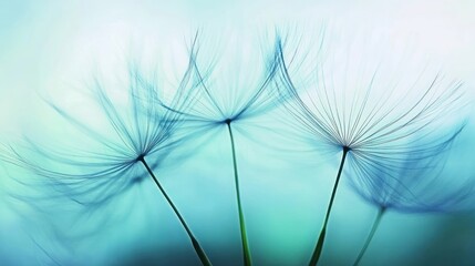 Obraz premium Delicate Dandelion Seeds in Soft Teal Light